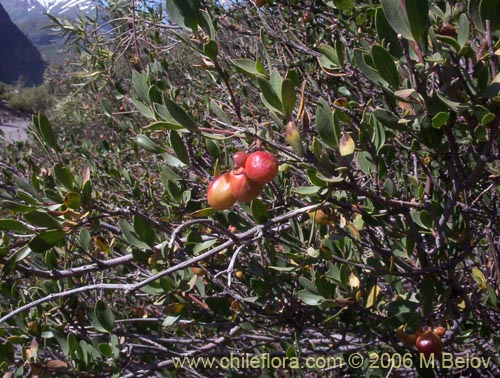 Bild von Guindilia trinervis (Guindilla). Klicken Sie, um den Ausschnitt zu vergrössern.