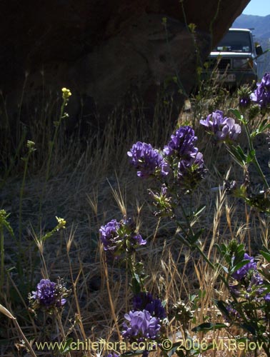 Image of Medicago sativa (Alfalfa). Click to enlarge parts of image.