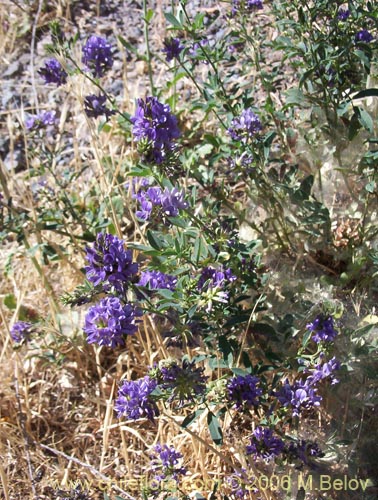 Image of Medicago sativa (Alfalfa). Click to enlarge parts of image.