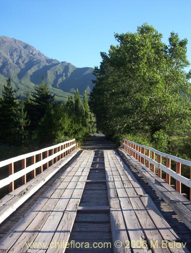 Image of a bridge on the road towards Pehuenche Pass, Colbun, Talca, Chile.