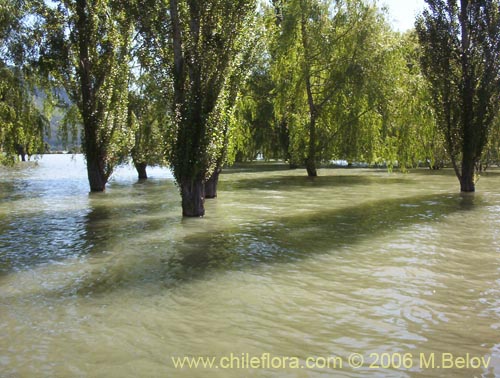 Image of trees standing in water.
