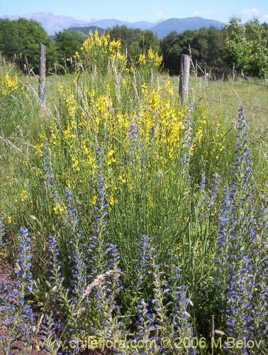 Imágen de Cytisus striatus (Retamo). Haga un clic para aumentar parte de imágen.