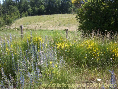 Image of Cytisus striatus (Retamo). Click to enlarge parts of image.