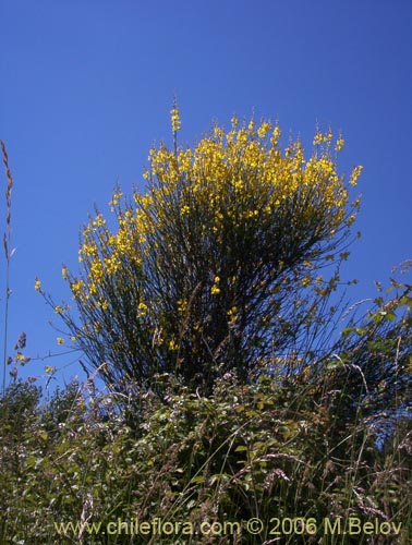 Imágen de Cytisus striatus (Retamo). Haga un clic para aumentar parte de imágen.