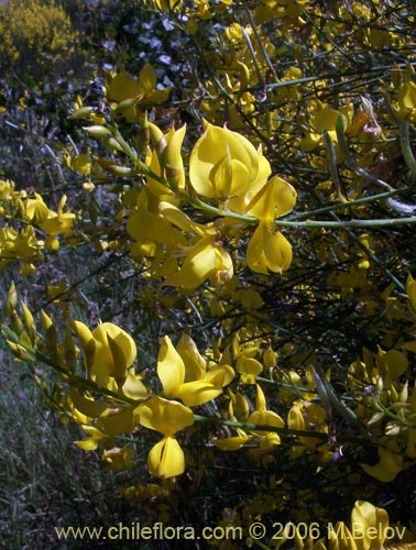 Bild von Cytisus striatus (Retamo). Klicken Sie, um den Ausschnitt zu vergrössern.