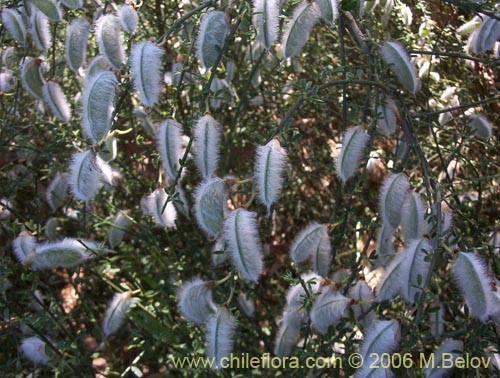 Фотография Cytisus striatus (Retamo). Щелкните, чтобы увеличить вырез.