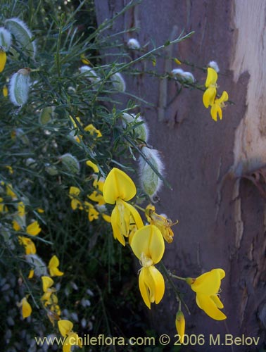 Bild von Cytisus striatus (Retamo). Klicken Sie, um den Ausschnitt zu vergrössern.