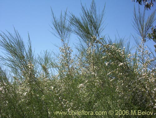 Imágen de Cytisus striatus (Retamo). Haga un clic para aumentar parte de imágen.