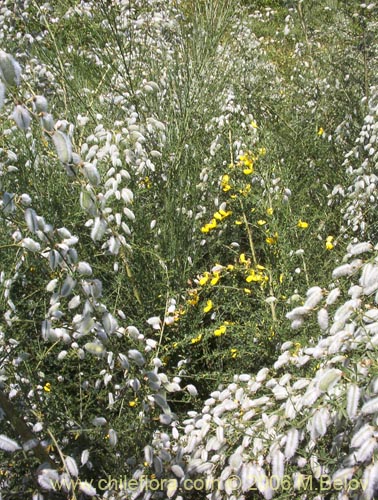 Imágen de Cytisus striatus (Retamo). Haga un clic para aumentar parte de imágen.