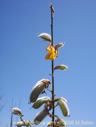 Imágen de Cytisus striatus (Retamo). Haga un clic para aumentar parte de imágen.