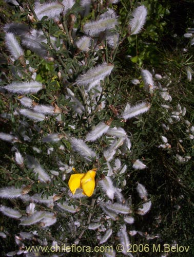 Image of Cytisus striatus (Retamo). Click to enlarge parts of image.