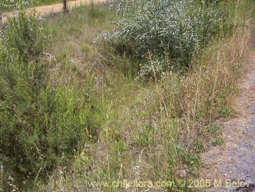 Image of Cytisus striatus (Retamo). Click to enlarge parts of image.