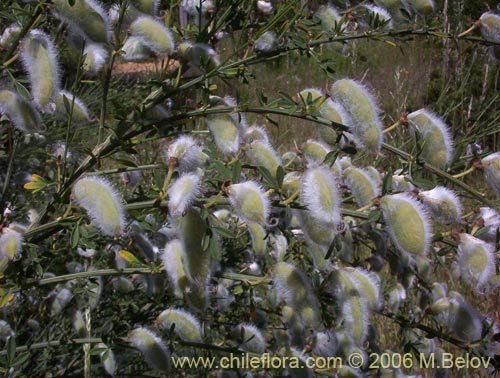 Image of Cytisus striatus (Retamo). Click to enlarge parts of image.