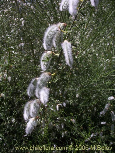 Cytisus striatus의 사진