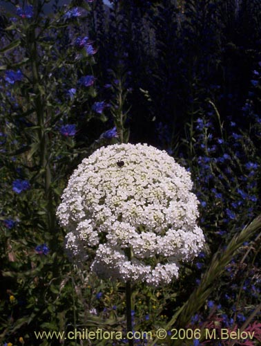 Imágen de Daucus carota (Zanahoria silvestre). Haga un clic para aumentar parte de imágen.