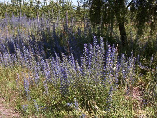 Image of Echium vulgare (Hierba azul / Viborera / Ortiguilla). Click to enlarge parts of image.