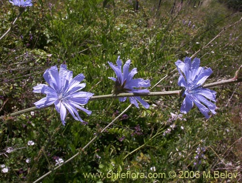 Image of Cichorium intybus (Chicorea / Achicoria). Click to enlarge parts of image.