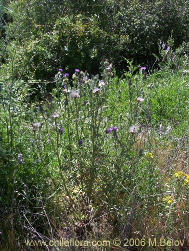 Image of Cirsium vulgare (Cardo negro). Click to enlarge parts of image.