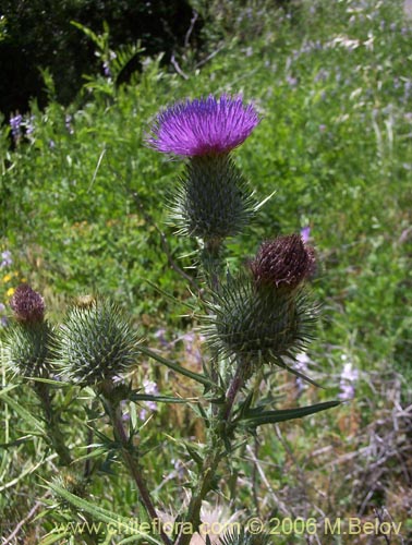 Cirsium vulgare的照片