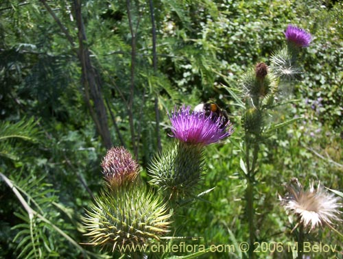 Imágen de Cirsium vulgare (Cardo negro). Haga un clic para aumentar parte de imágen.