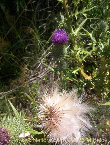 Image of Cirsium vulgare (Cardo negro). Click to enlarge parts of image.