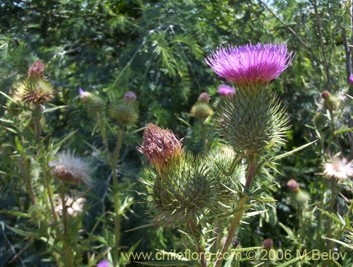 Imágen de Cirsium vulgare (Cardo negro). Haga un clic para aumentar parte de imágen.