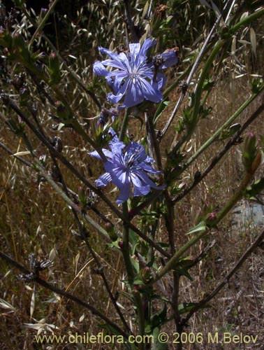 Bild von Cichorium intybus (Chicorea / Achicoria). Klicken Sie, um den Ausschnitt zu vergrössern.