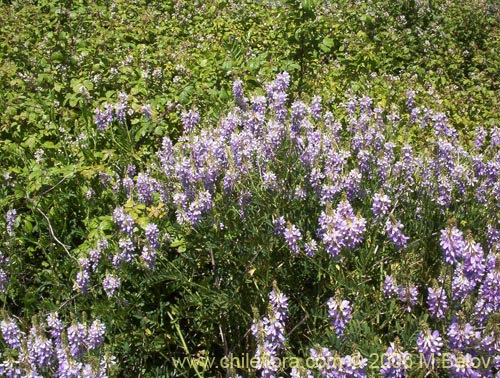 Imgen de Galega officinalis (Galega). Haga un clic para aumentar parte de imgen.