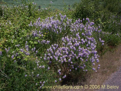 Bild von Galega officinalis (Galega). Klicken Sie, um den Ausschnitt zu vergrössern.