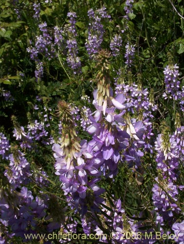 Imágen de Galega officinalis (Galega). Haga un clic para aumentar parte de imágen.