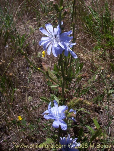 Bild von Cichorium intybus (Chicorea / Achicoria). Klicken Sie, um den Ausschnitt zu vergrössern.