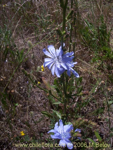 Bild von Cichorium intybus (Chicorea / Achicoria). Klicken Sie, um den Ausschnitt zu vergrössern.