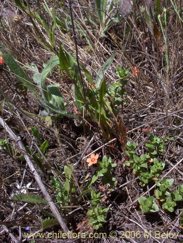 Imágen de Anagallis arvensis (Pimpinela rosada). Haga un clic para aumentar parte de imágen.