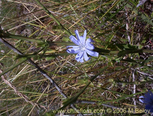 Фотография Cichorium intybus (Chicorea / Achicoria). Щелкните, чтобы увеличить вырез.