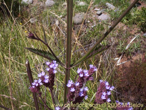 Imágen de Verbena litoralis (Verbena). Haga un clic para aumentar parte de imágen.