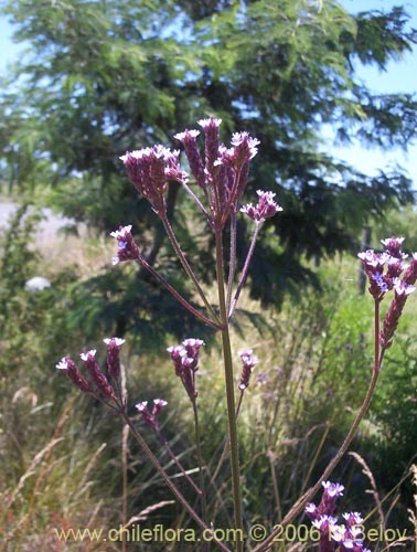Verbena litoralis의 사진