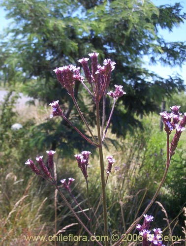 Verbena litoralis的照片