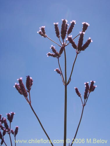 Imágen de Verbena litoralis (Verbena). Haga un clic para aumentar parte de imágen.