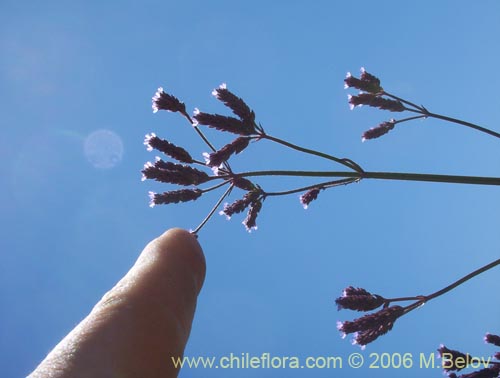 Imágen de Verbena litoralis (Verbena). Haga un clic para aumentar parte de imágen.