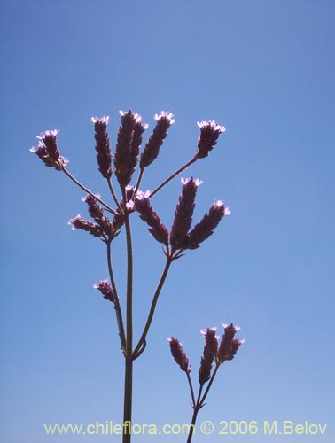 Imágen de Verbena litoralis (Verbena). Haga un clic para aumentar parte de imágen.