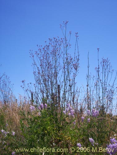 Imágen de Verbena litoralis (Verbena). Haga un clic para aumentar parte de imágen.