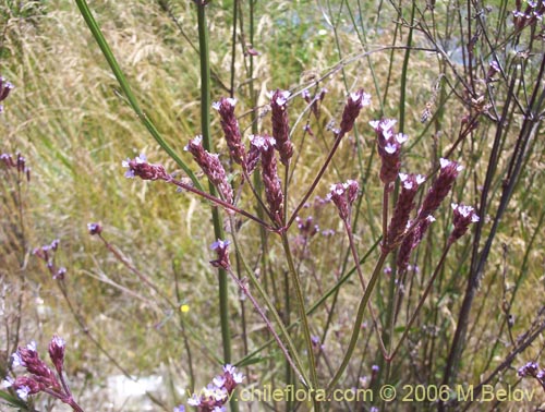 Verbena litoralis的照片