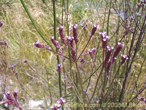 Фотография Verbena litoralis (Verbena). Щелкните, чтобы увеличить вырез.