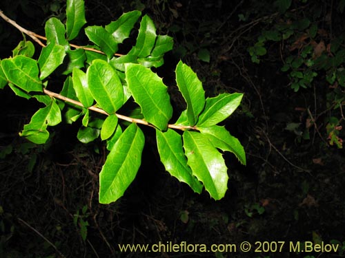 Imágen de Berberis negeriana (). Haga un clic para aumentar parte de imágen.