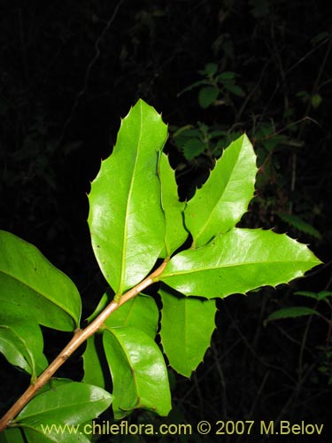 Imágen de Berberis negeriana (). Haga un clic para aumentar parte de imágen.