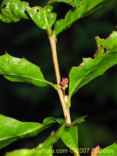 Berberis negerianaの写真