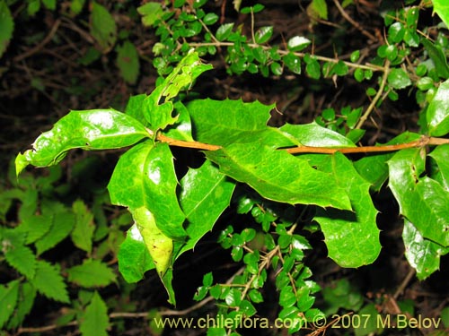 Imágen de Berberis negeriana (). Haga un clic para aumentar parte de imágen.