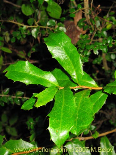 Imágen de Berberis negeriana (). Haga un clic para aumentar parte de imágen.