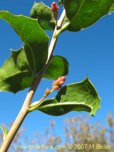 Фотография Berberis negeriana (). Щелкните, чтобы увеличить вырез.