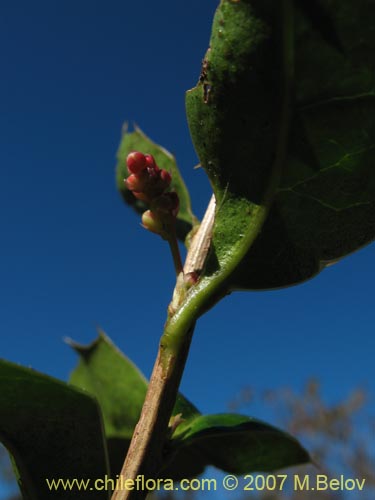 Berberis negeriana의 사진